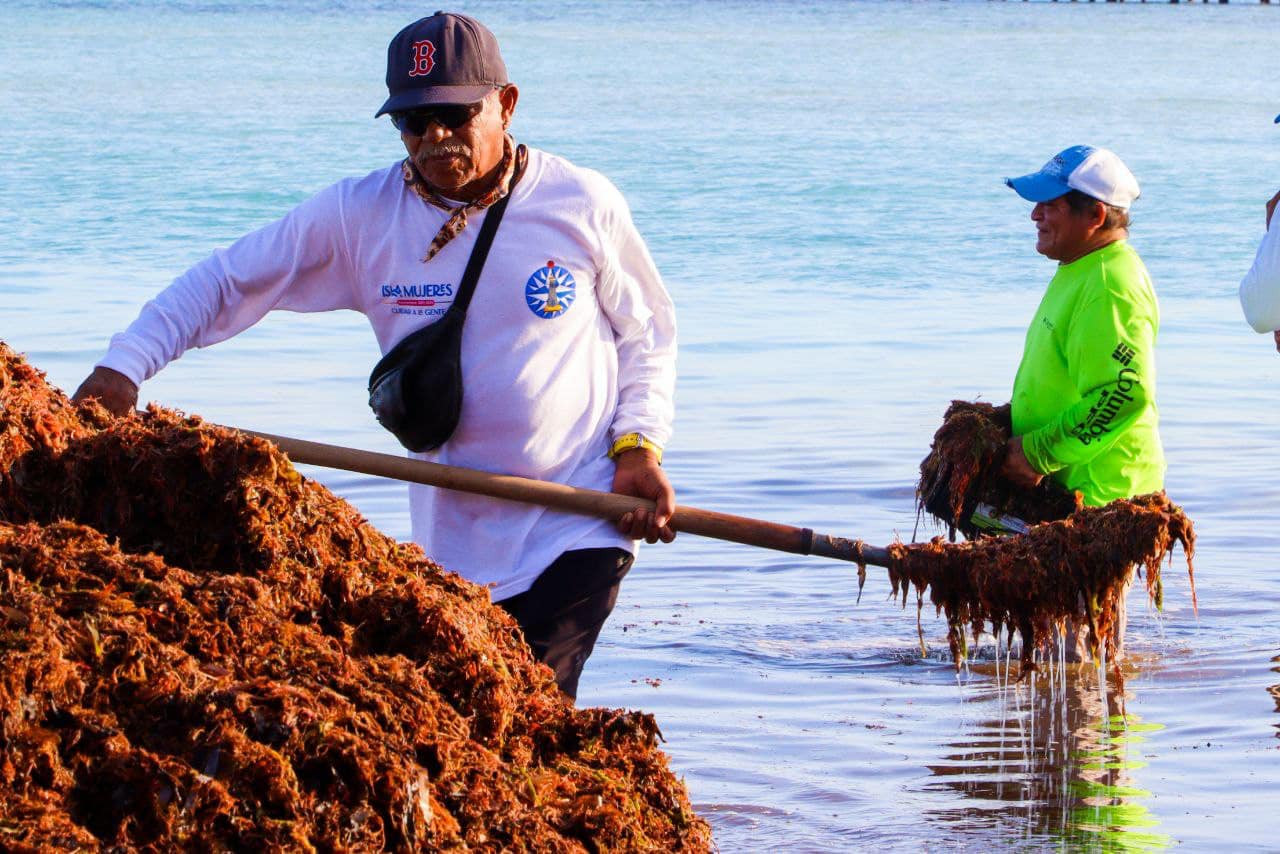 Seaweed Clean Up Taste of Isla Flavors of Isla Mujeres, Mexico