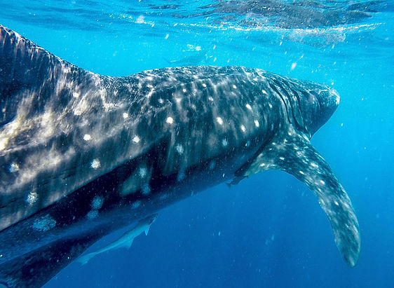 Whale Shark Tour - Private Boat