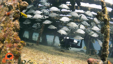 SHIPWRECKTOUR-PocnaDiveCenter-islamujere