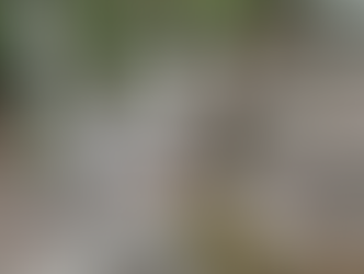 親猪、灯篭の狭い所で暴れるな‼