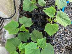江戸きゅうり地植えします。酷暑大丈夫か。