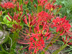 今日彼岸、菩提の種を撒く日かな。芭蕉