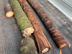 朝、奥之院撞木が折れていました。