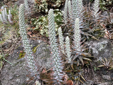 岩蓮華と岩松。