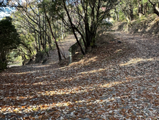 奥之院車道、落葉絨毯。