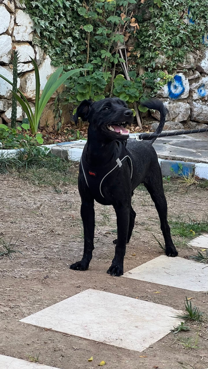 Çiko