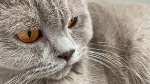 Dila’nın Can Dostu Harley