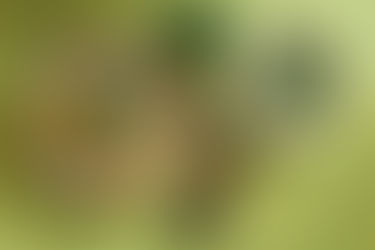 Porçini Mantarlı ve Limonlu Risotto