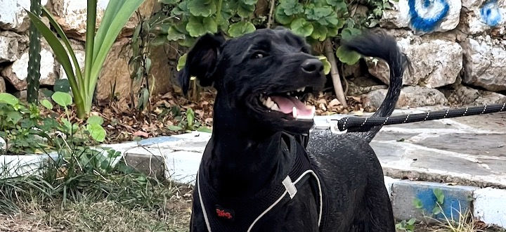 Sarnıç Ailesi’nin Siyah Çikolatası: Çiko