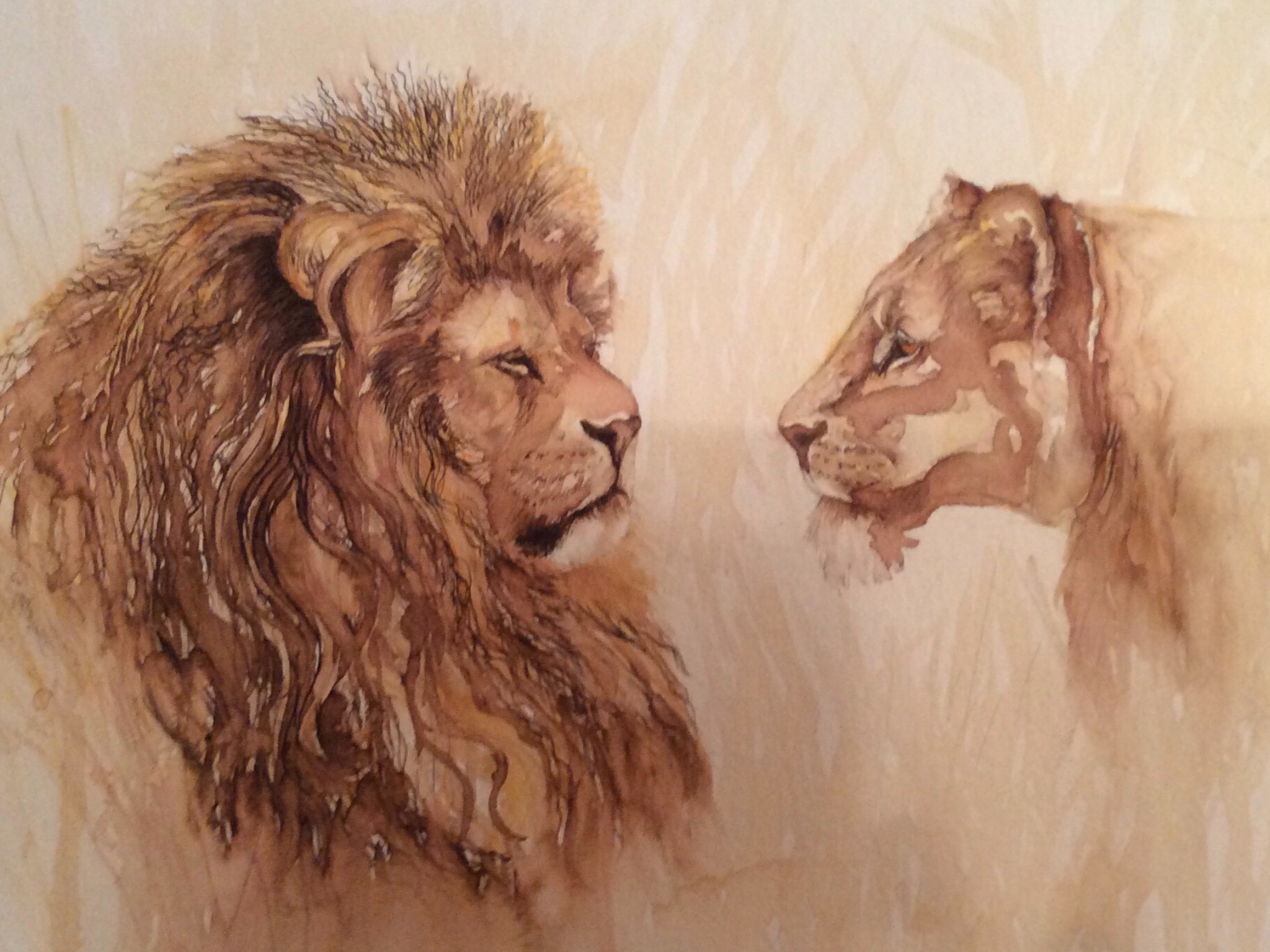 lions
