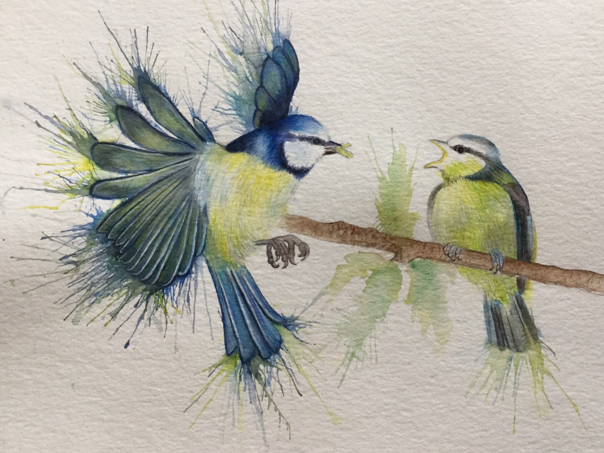 Birds 4