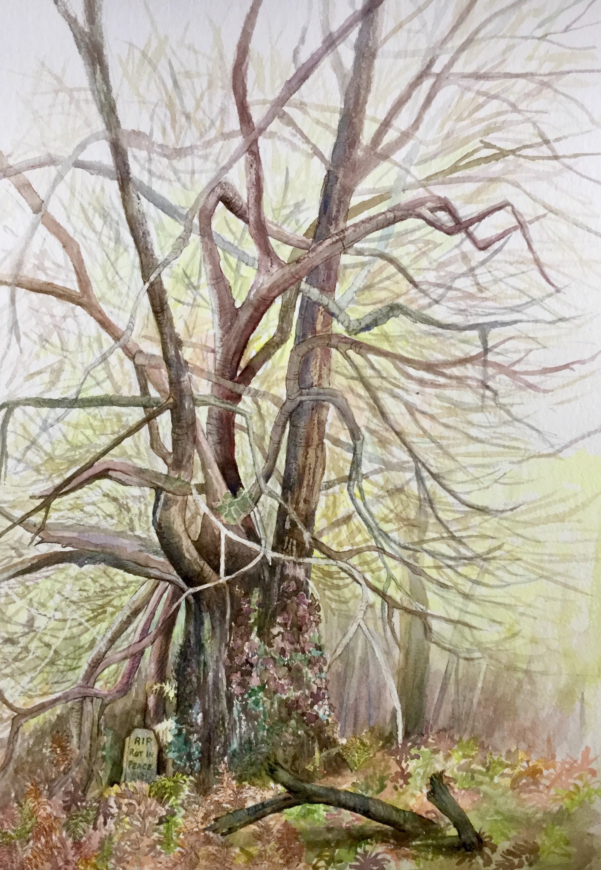 Peace in the forest