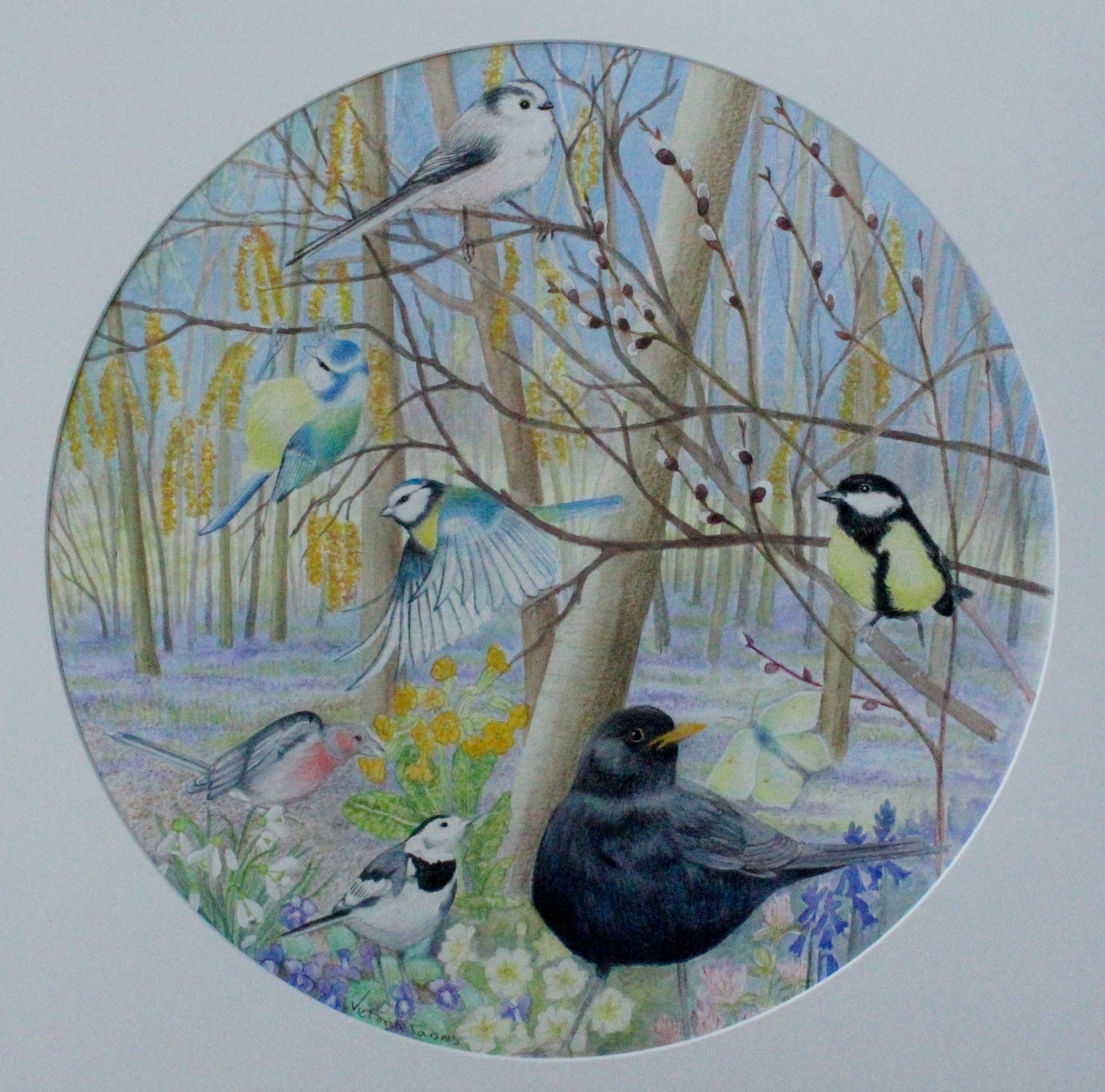 birds