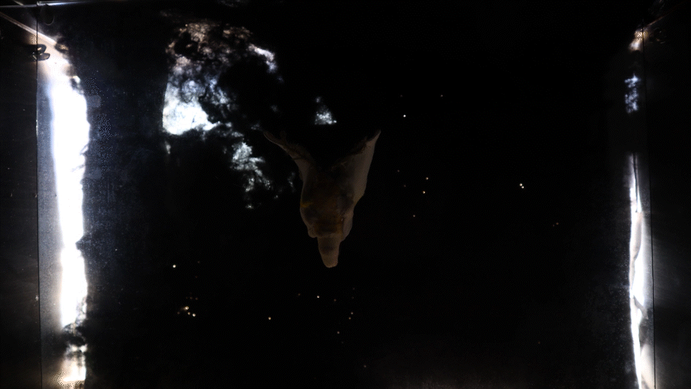 016aa5cf-5e41-4a2c-aa4b-1e4831579bff_rw_1200.gif