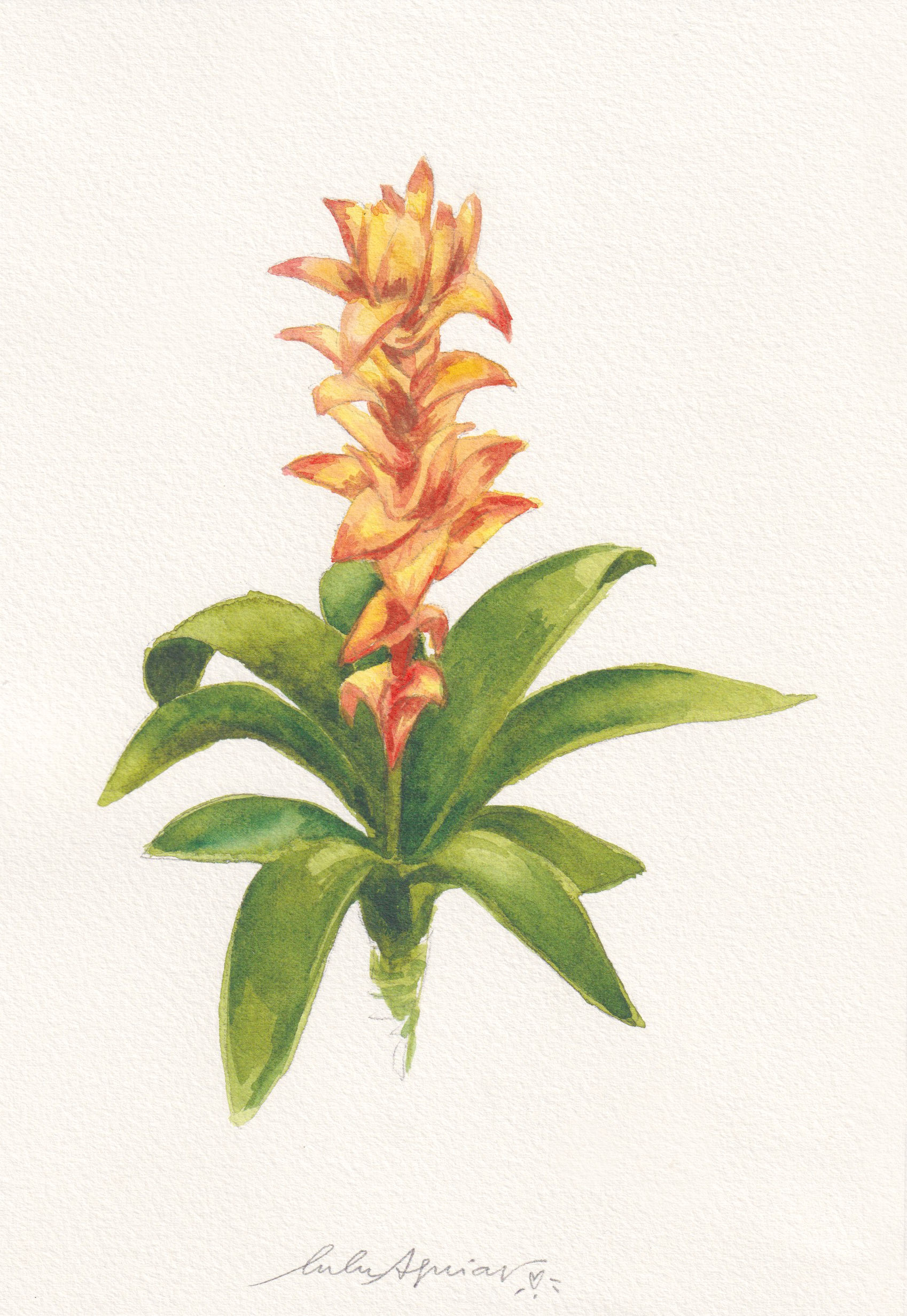 BOTÂNICA #0014 - BROMÉLIA