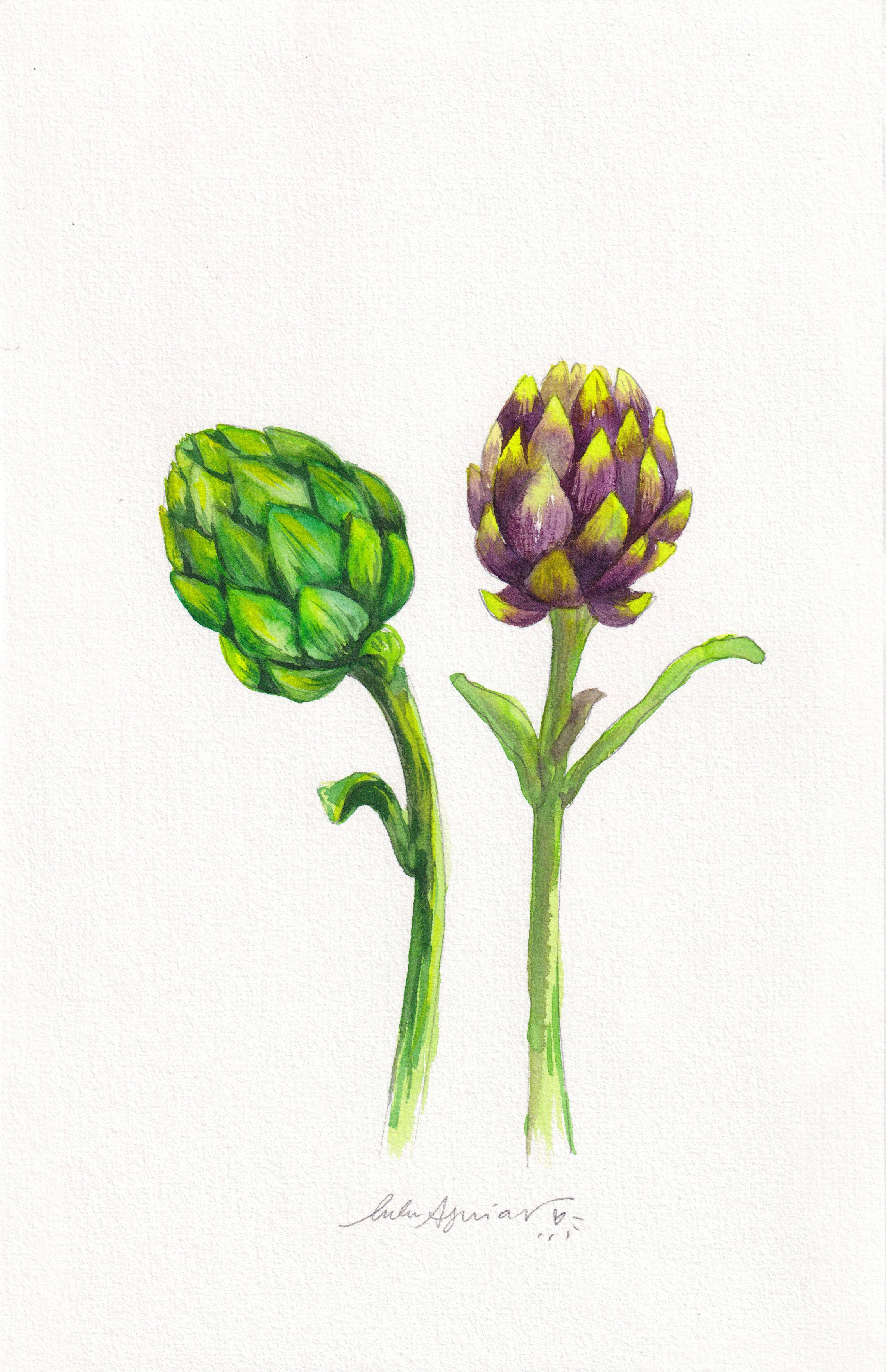 BOTÂNICA #0005 - ALCACHOFRA