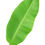Thumbnail: BANANA LEAF INDIA 1 PC