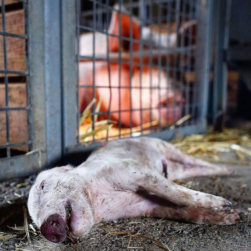 Cada una de las personas que leen esto, tienen el privilegio de haber nacido dentro del cuerpo de un individuo que pertenece a la especie humana, que no es dios, ni un ser super poderoso, simplemente es alguien de una especie mas que vive en esta tierra.