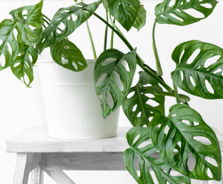 Thumbnail: Lapis Pothos