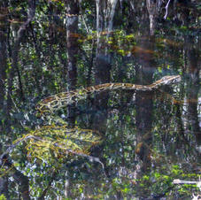 Python vs Alligator