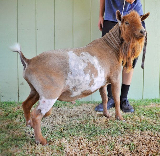 CASTLE ROCK RED HOT SARACHA