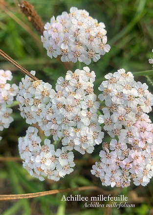 claire cavelier naturopathe rennes balade nature