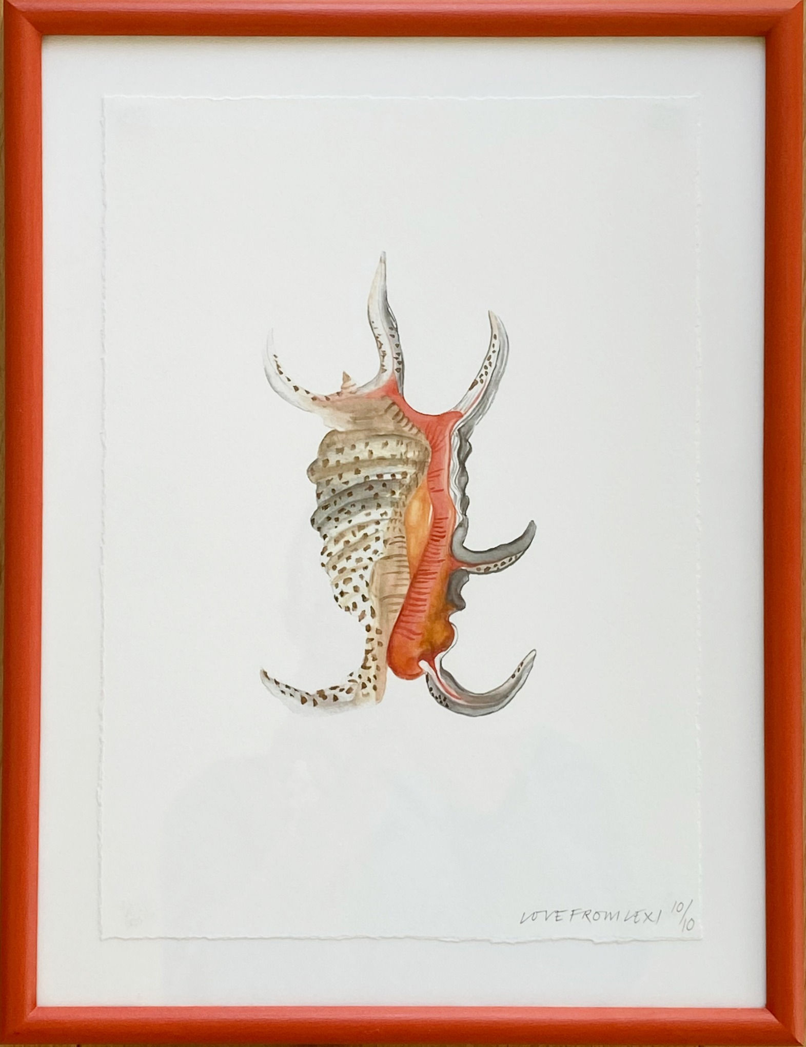 Love from Lexi, 'Leopard Conch' 2021