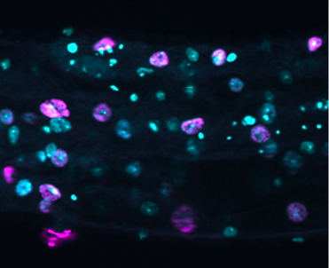 Screenshot 2025-04-04 at 5.18.07 PM.png