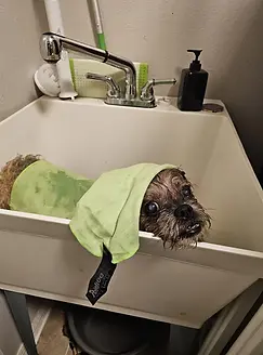 Doggie wash.webp