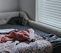 cat.png