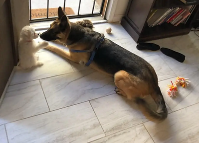 friends doggies.png