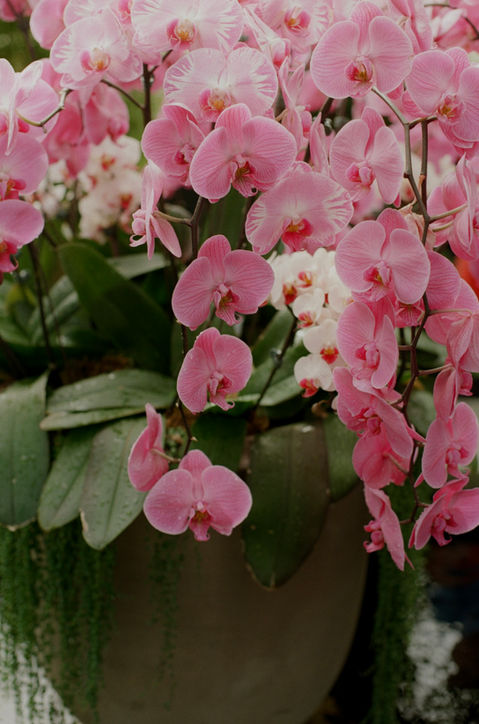 New York Botanical Gardens