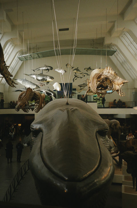 Natural History Museum London