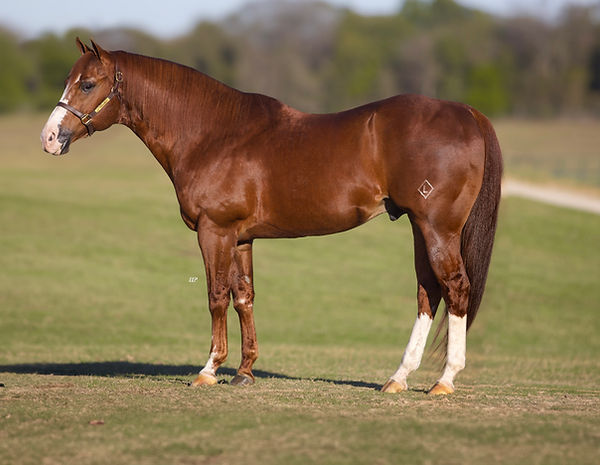 Photo Nov 18 2024, 9 19 23 AM (2) (1).jpg