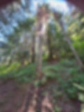 Tree Mt Rainier.jpeg