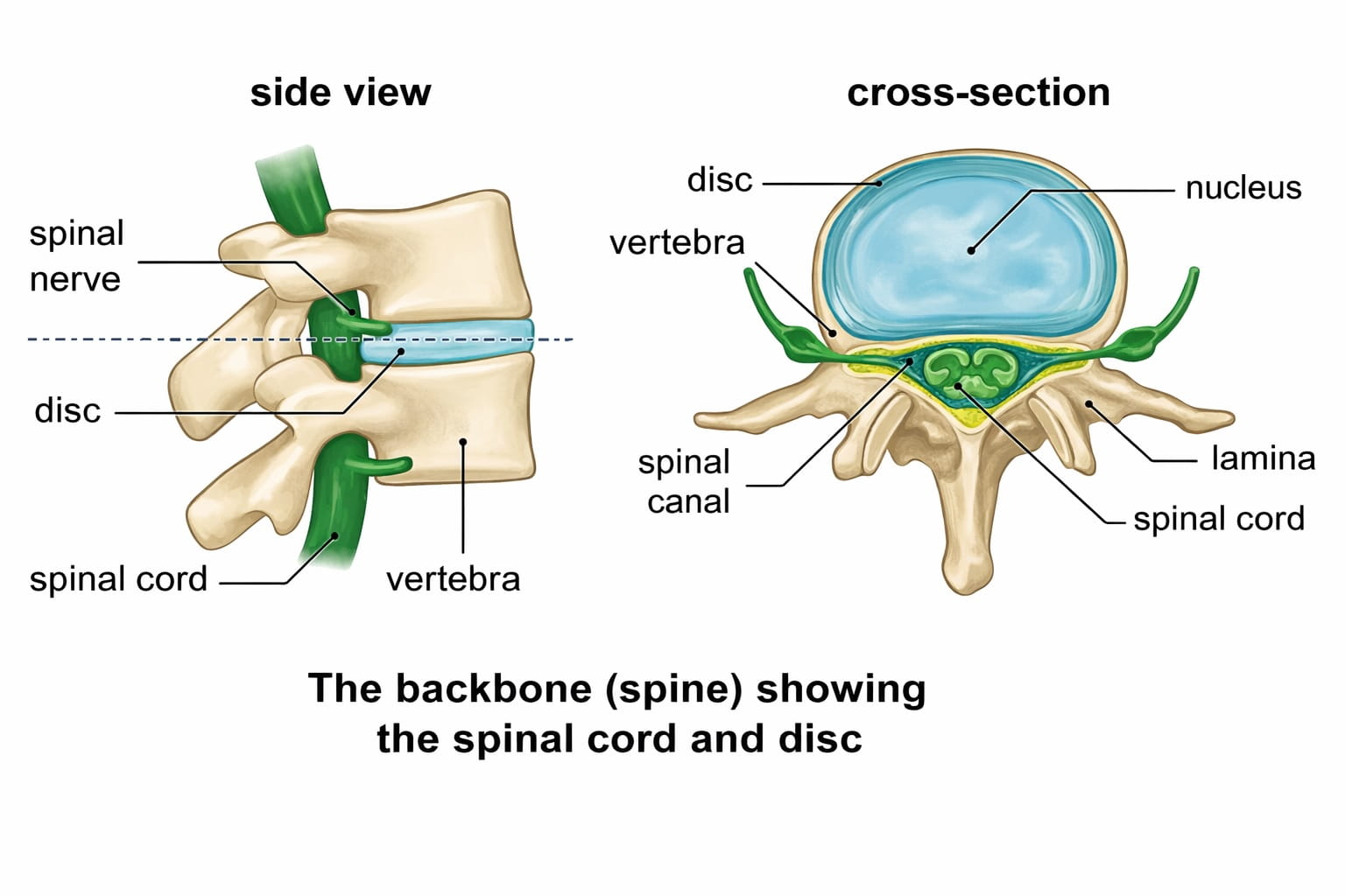 The backbone (spine) showing the spinal cord and disc.