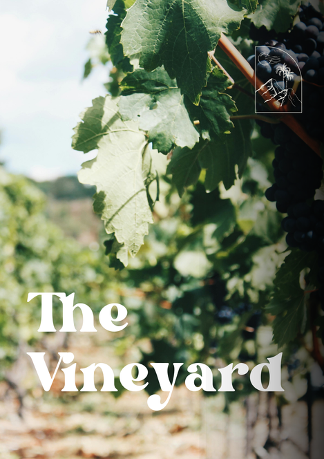 The Vineyard