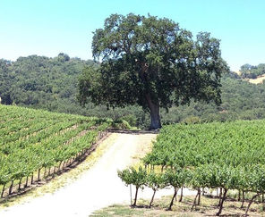 Discover the Charm of Paso Robles