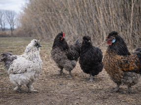 4 petits coqs en soie 