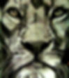 shared image (3).jfif