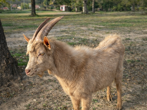 Eddy , le beau gosse