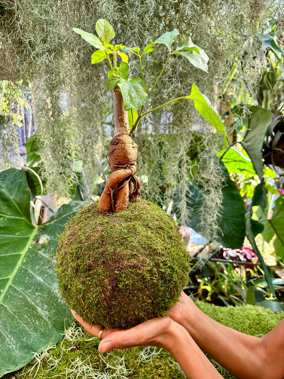 סדנת קוקדמה מלאכת יד יפנית עתיקה