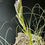 תמונה ממוזערת: Tillandsia Juncea i 