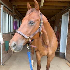 horse boarding, horse care, ohio horseback riding