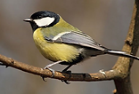 Bird.png