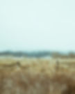 Foggy Rural Landscape