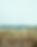Dry Fields