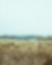 Dry Fields