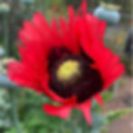 Flowers_9