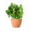 Thumbnail: Coriander Seeds (Marino)
